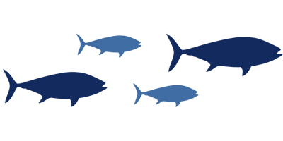4 fish multicolor scenic