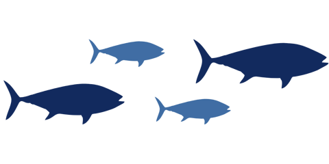 4 fish multicolor scenic